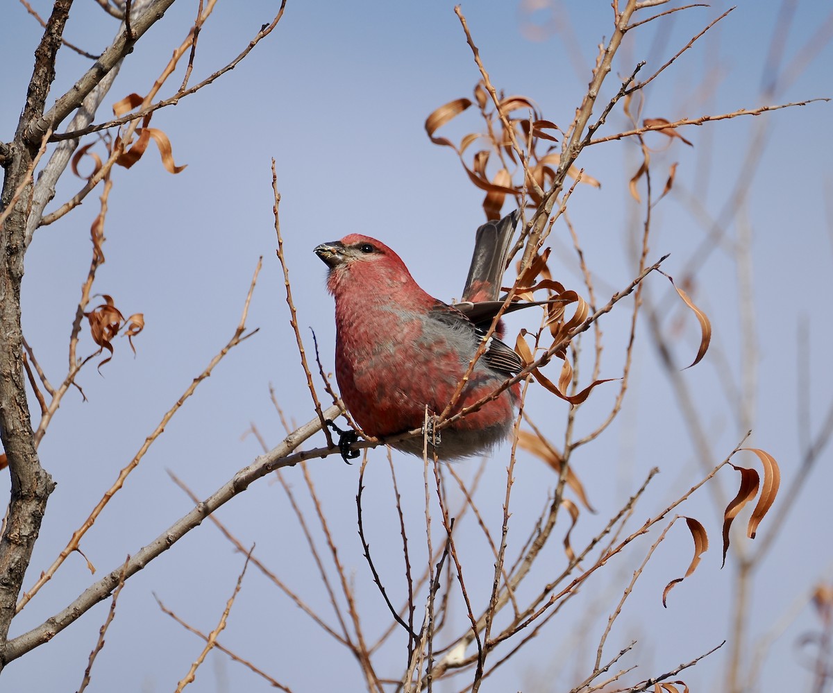 Pine Grosbeak - ML613347208