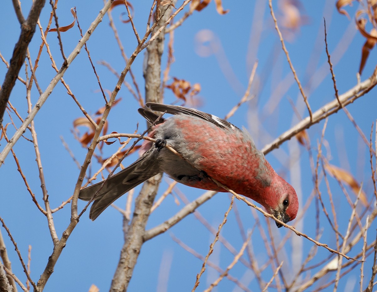 Pine Grosbeak - ML613347220