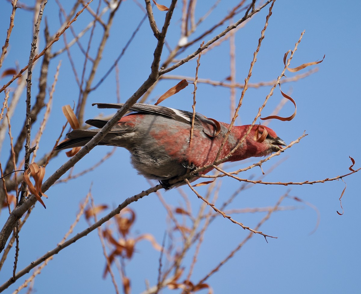 Pine Grosbeak - ML613347223