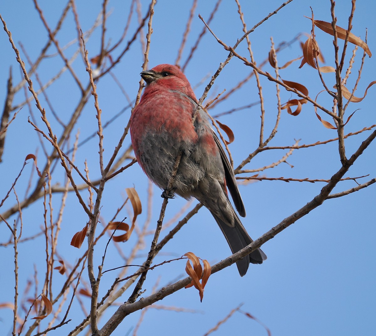 Pine Grosbeak - ML613347233