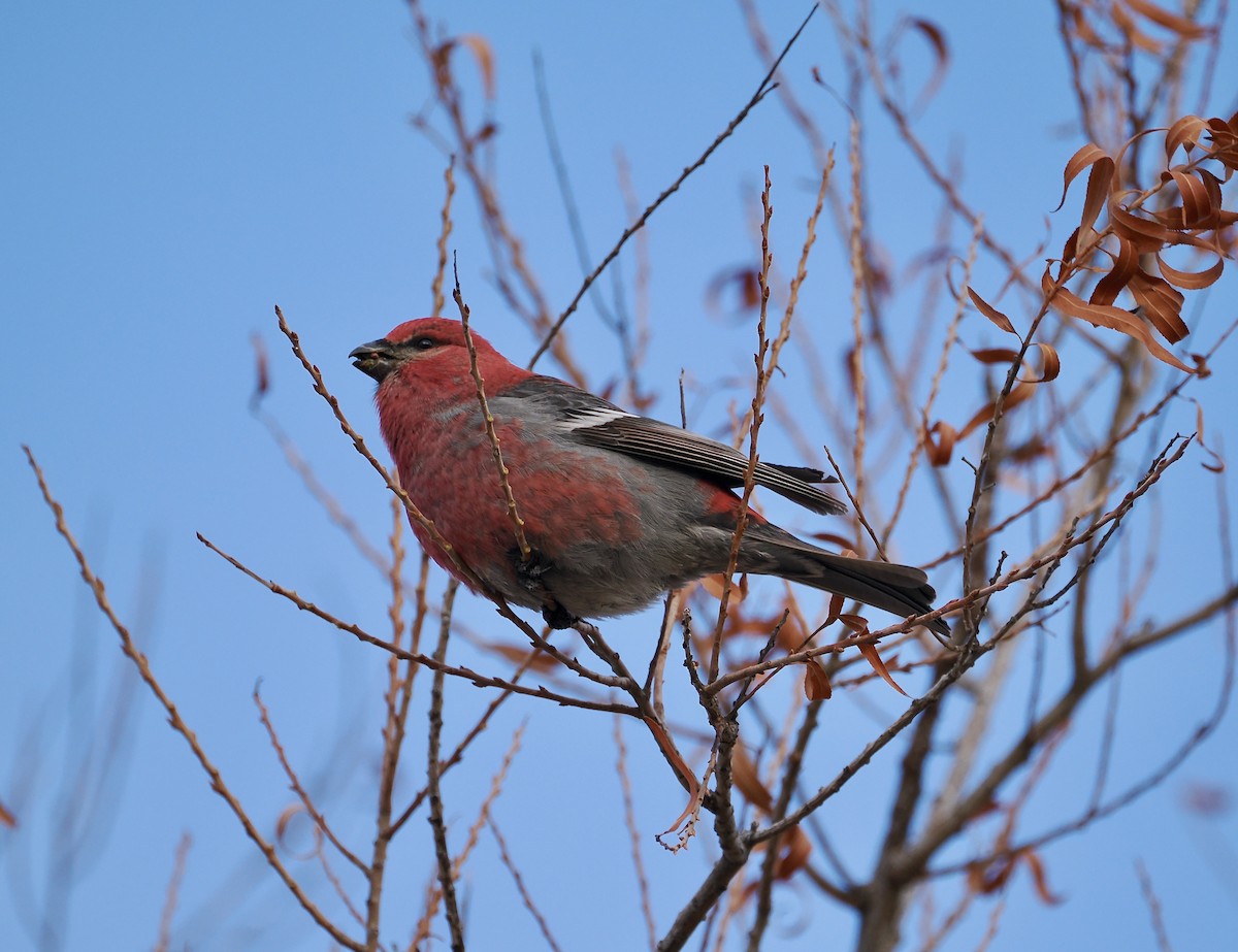 Pine Grosbeak - ML613347238