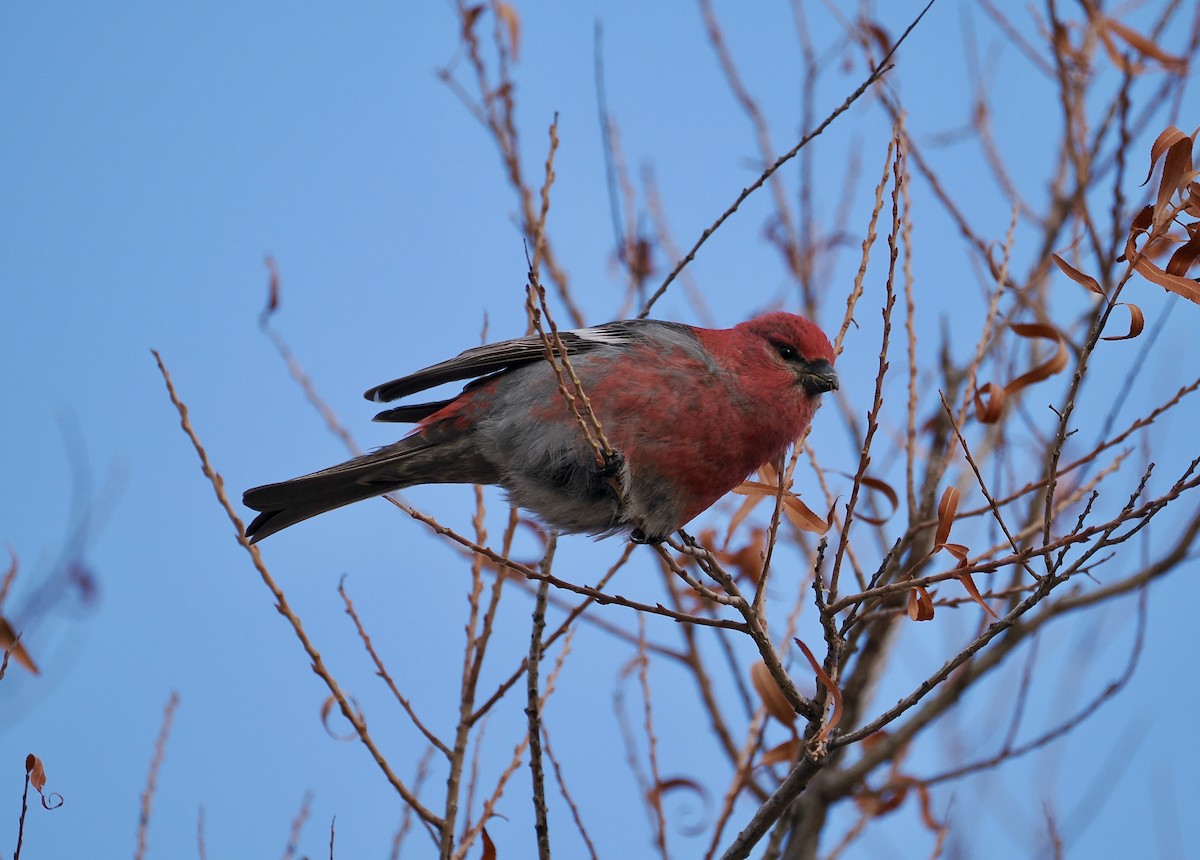 Pine Grosbeak - ML613347244