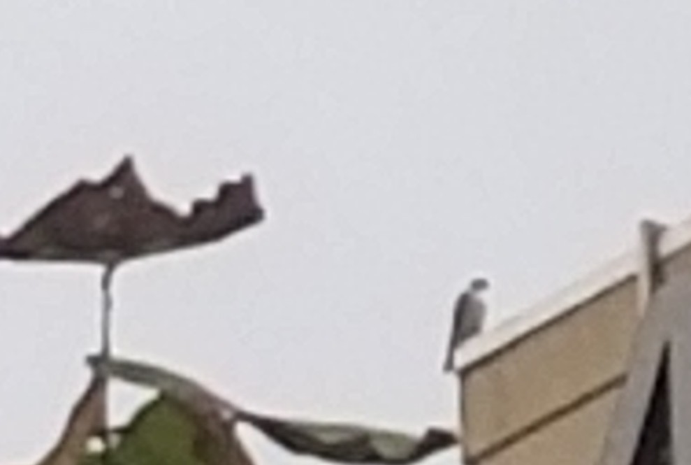 Peregrine Falcon - ML613347250