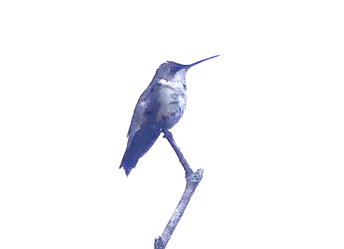 Black-chinned Hummingbird - Aziza Cooper