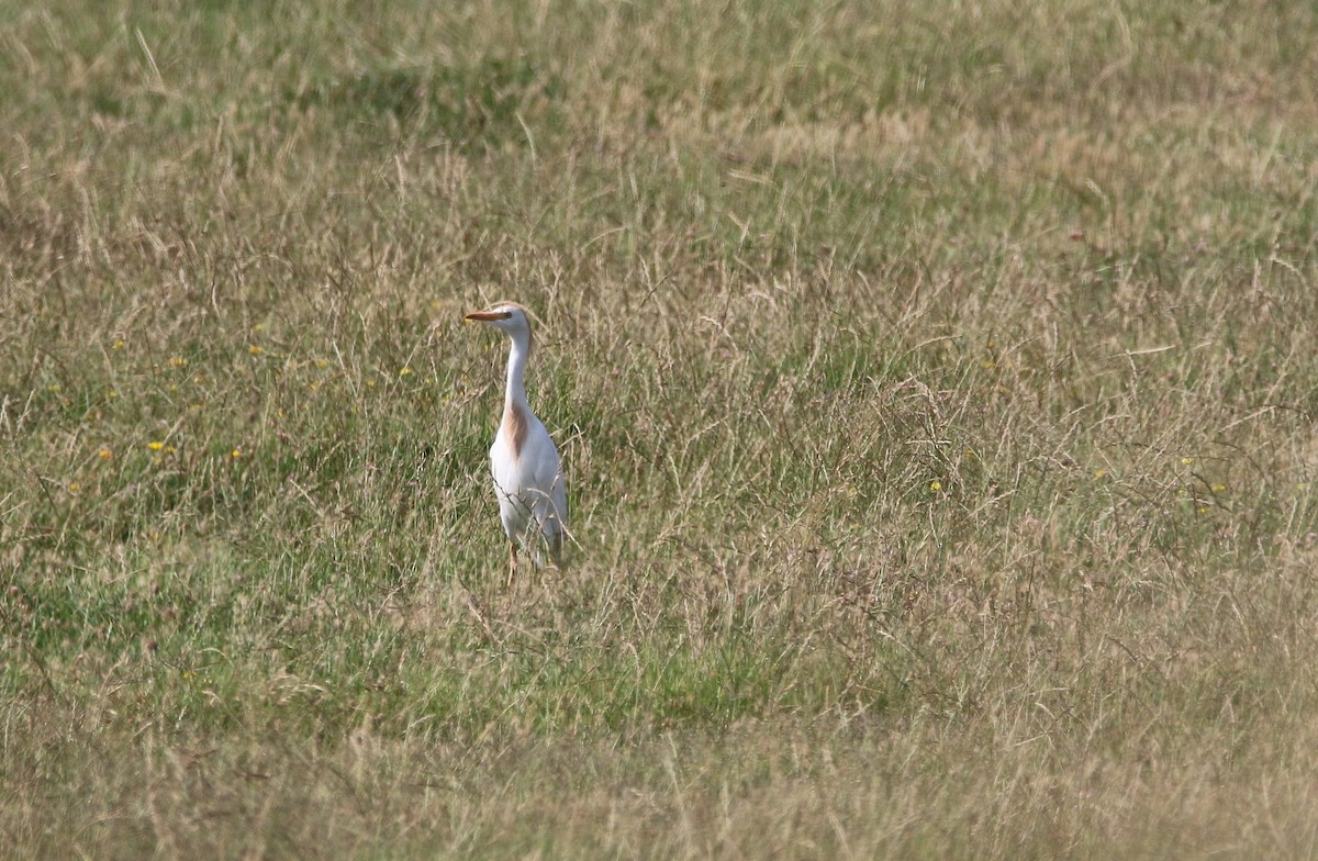Western Cattle-Egret - ML613347265