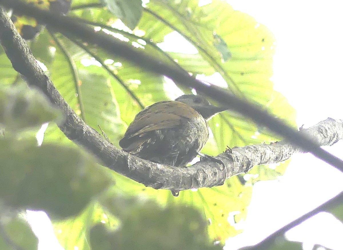 Gray-crowned Woodpecker - Aziza Cooper