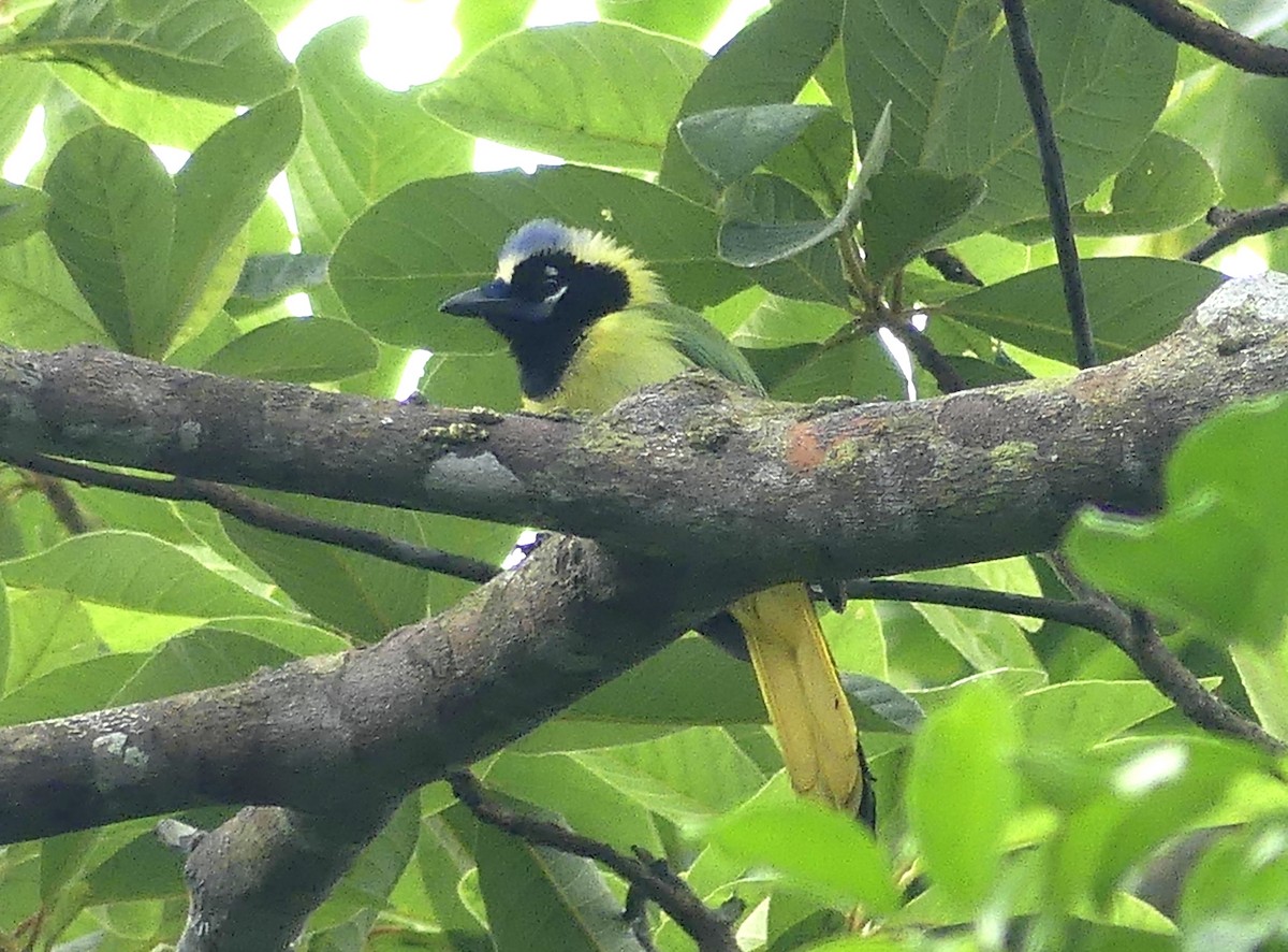 Green Jay - Aziza Cooper