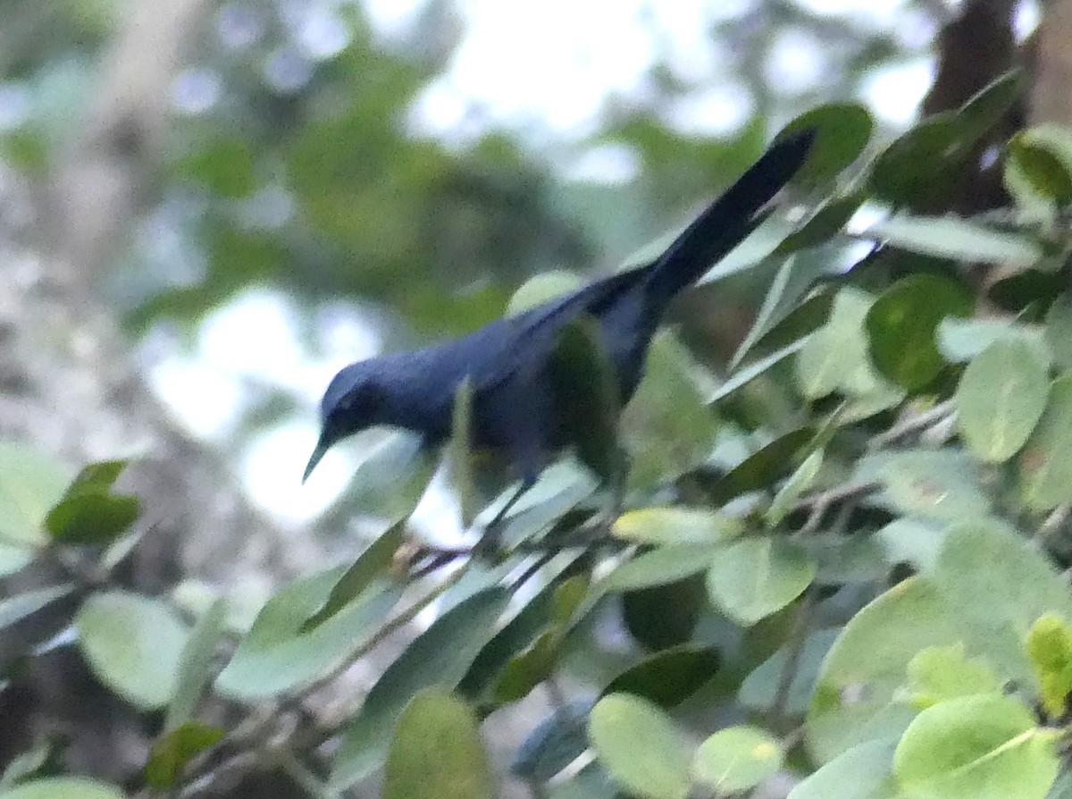 Blue Mockingbird - ML613347311