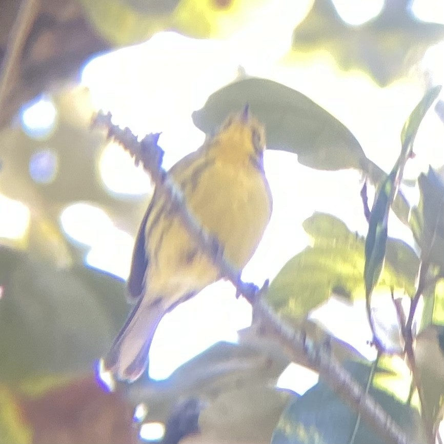 Prairie Warbler - ML613347340