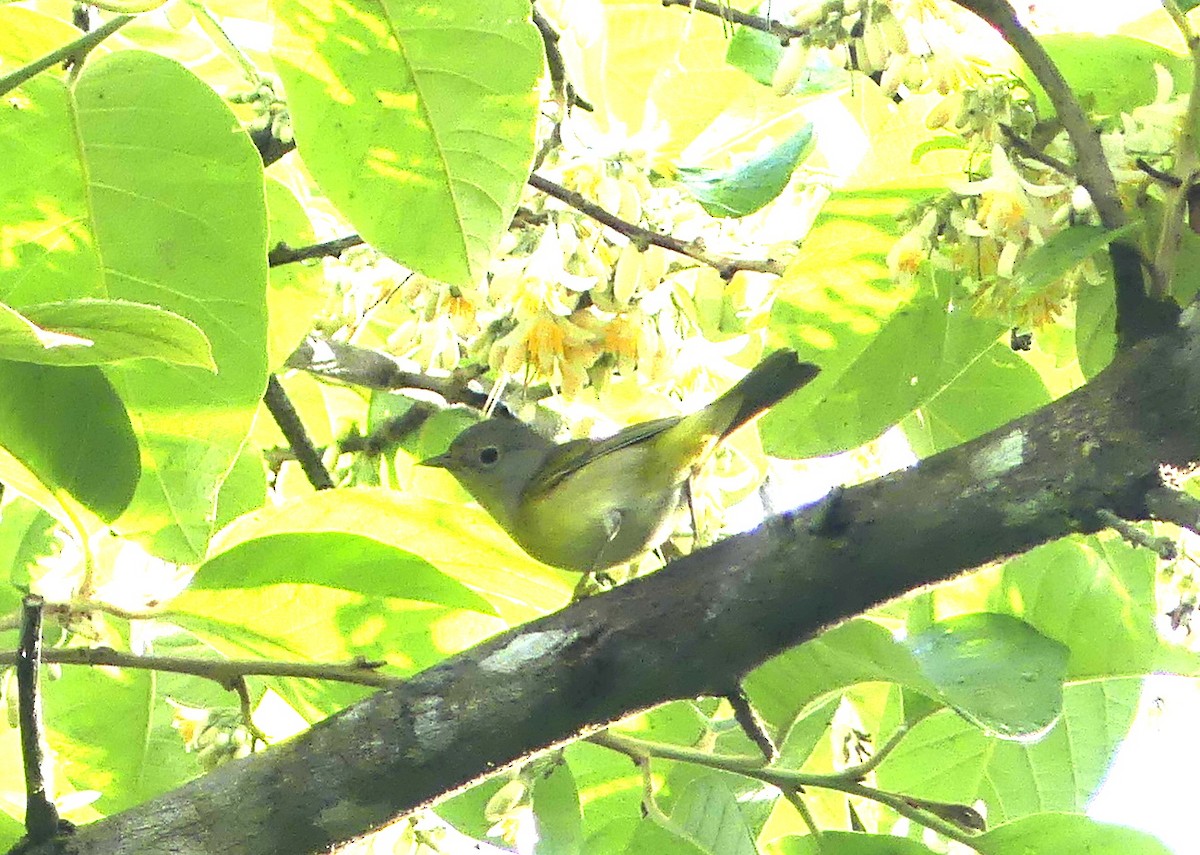 Nashville Warbler - Aziza Cooper