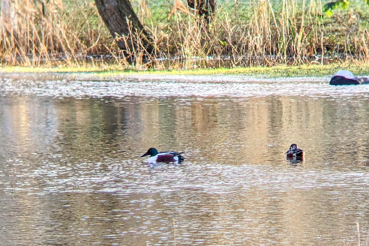 Northern Shoveler - ML613347427