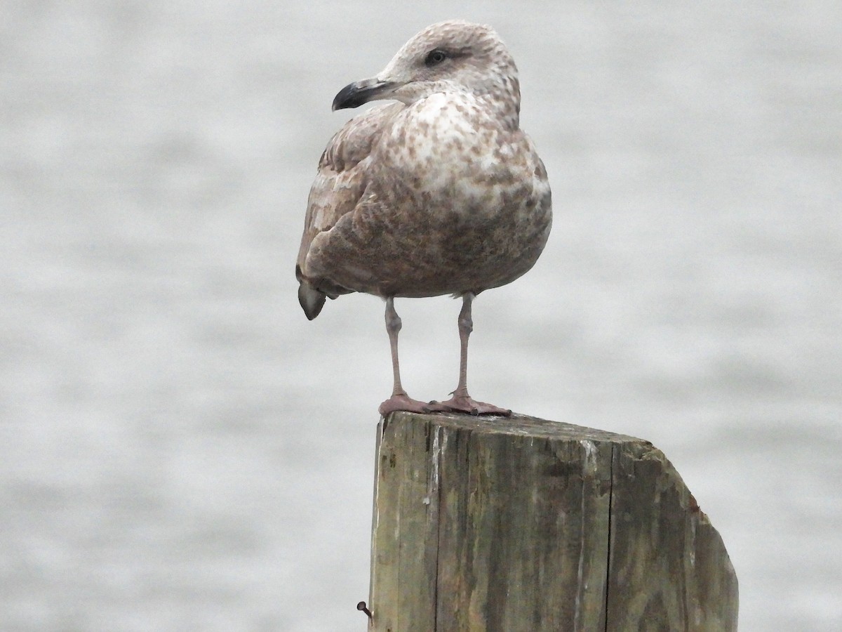 Herring Gull - ML613347669