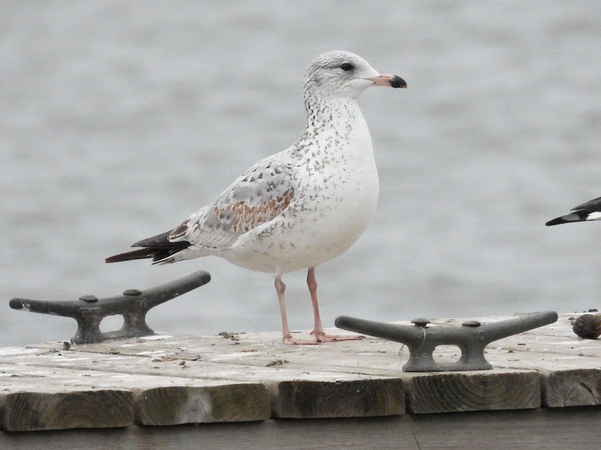 Ring-billed Gull - ML613347674