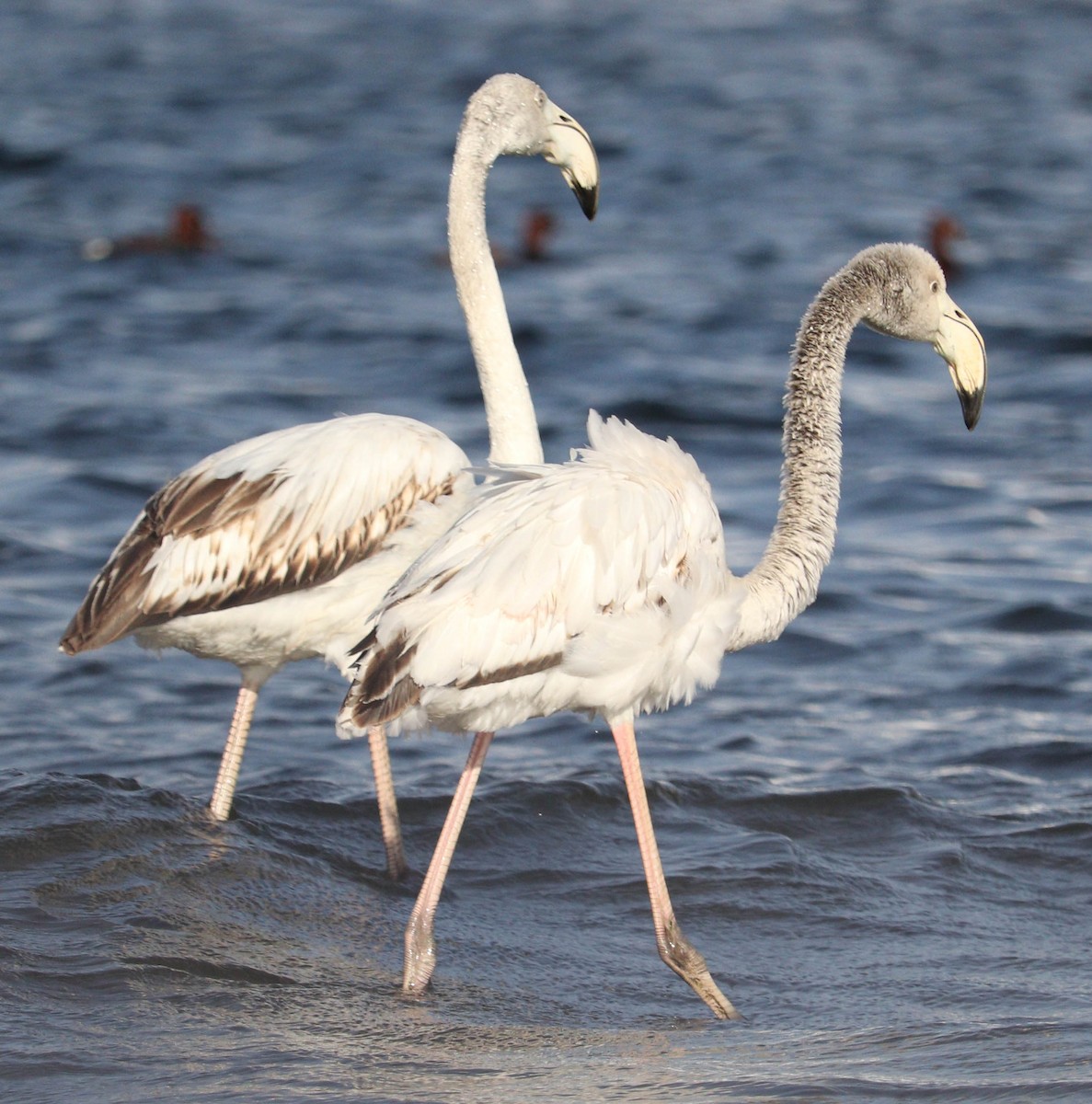 Greater Flamingo - Ismael Khalifa
