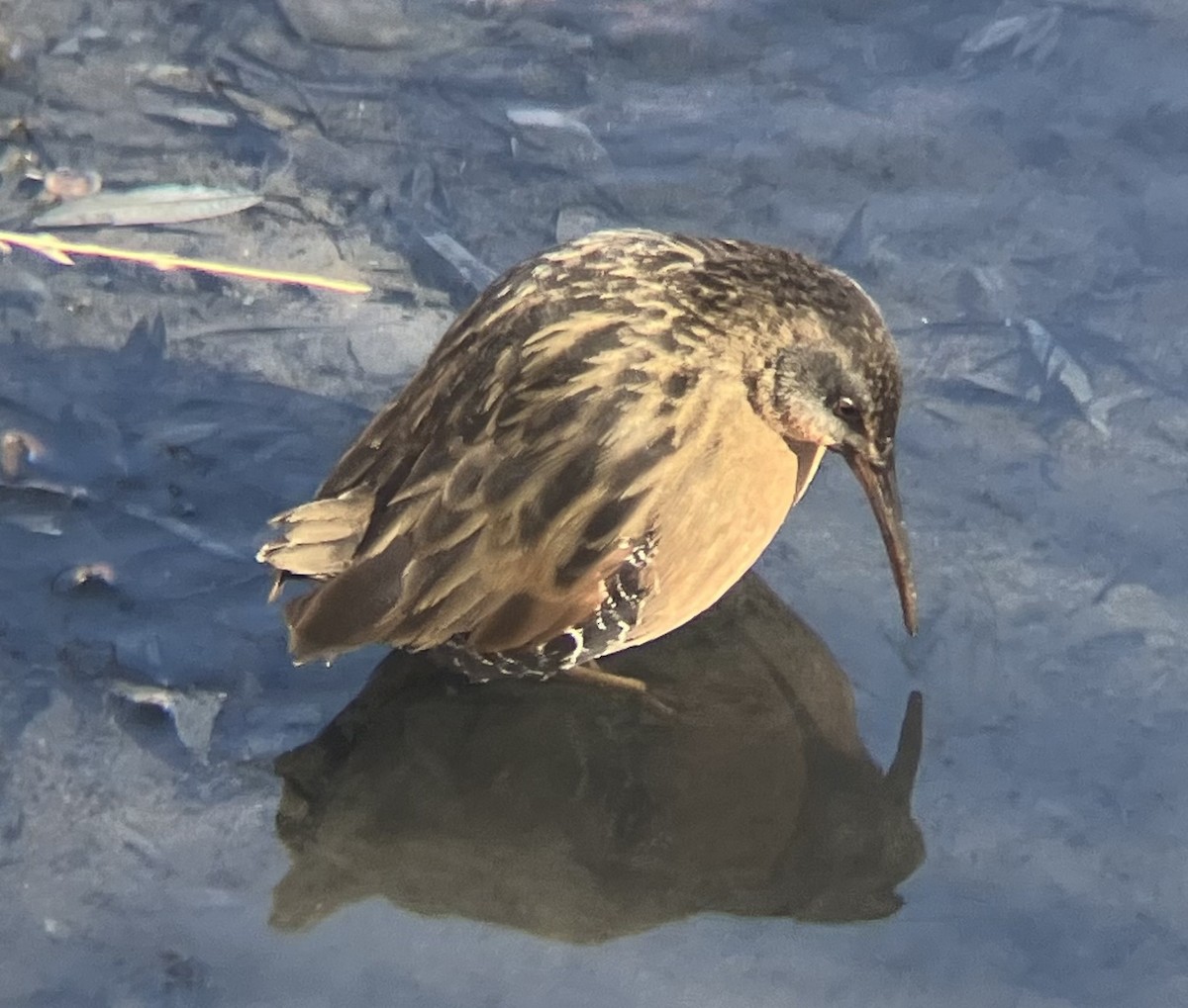 Virginia Rail - ML613347731