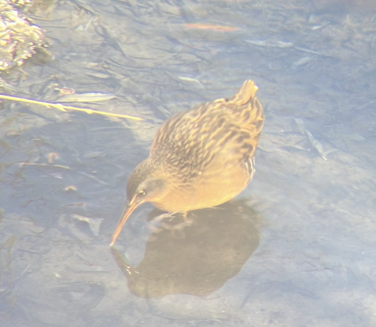 Virginia Rail - ML613347732