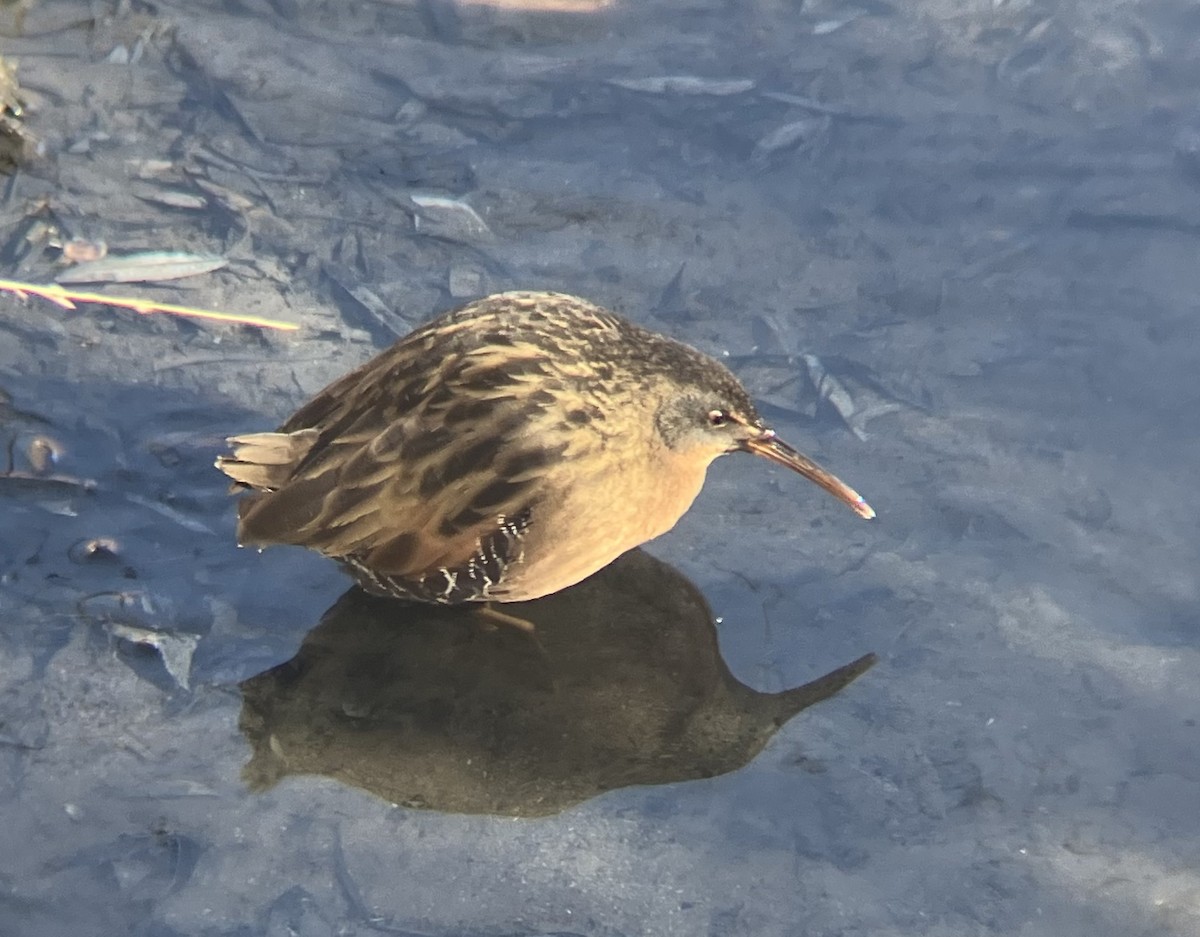 Virginia Rail - ML613347733