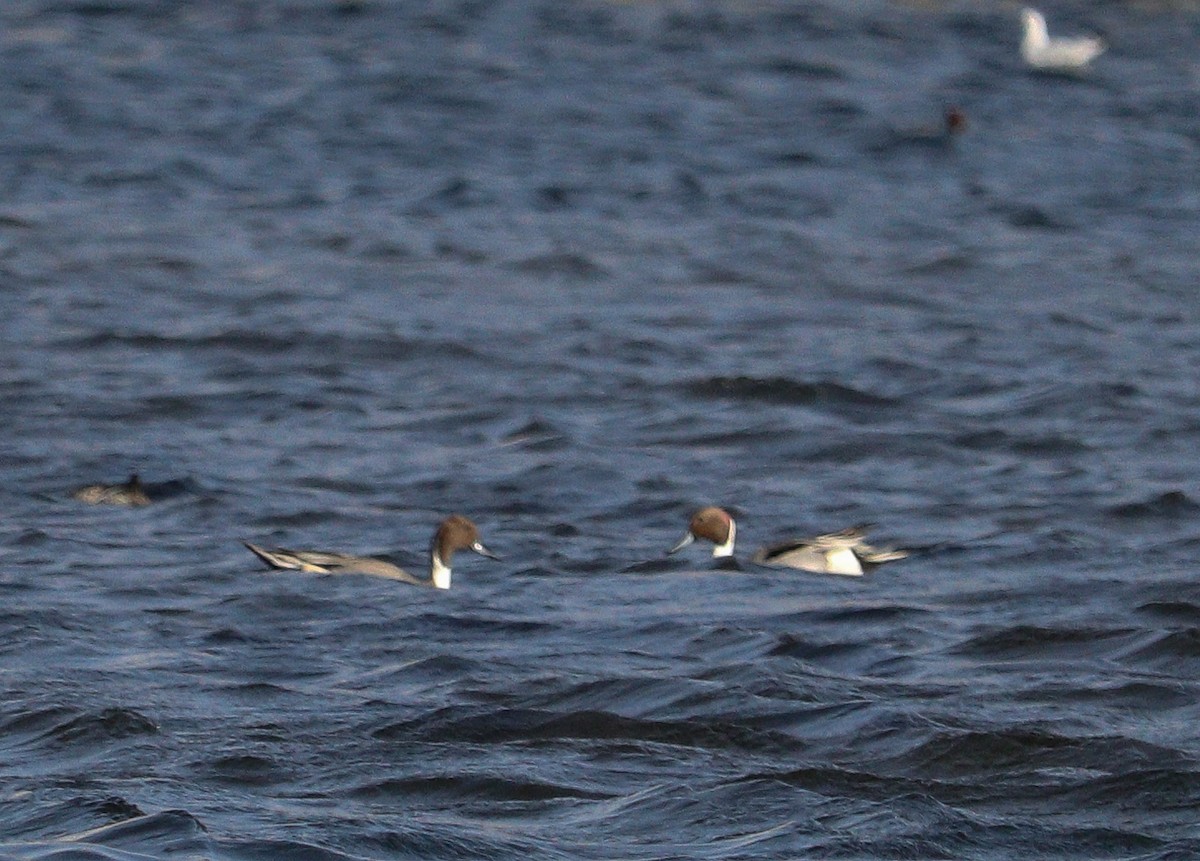 Northern Pintail - ML613347793