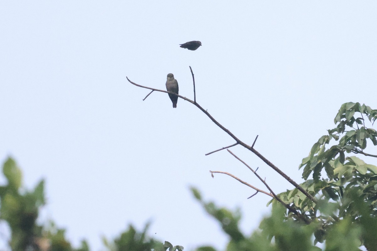 Ussher's Flycatcher - ML613347812