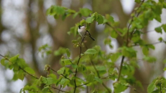 Marsh Tit - ML613347828