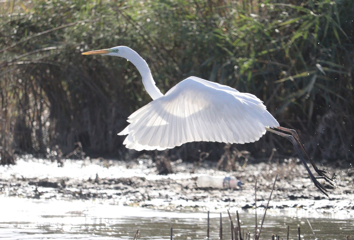 Great Egret - Ismael Khalifa