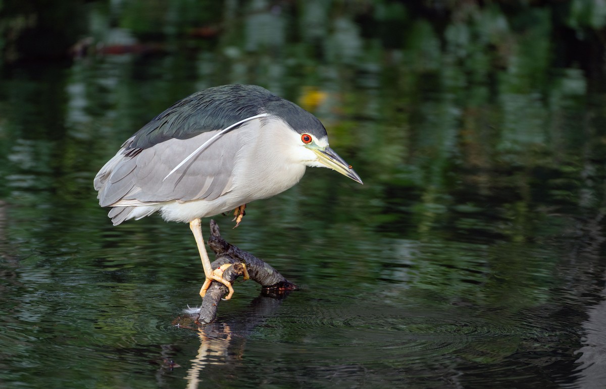 Black-crowned Night Heron - Bob Gunderson