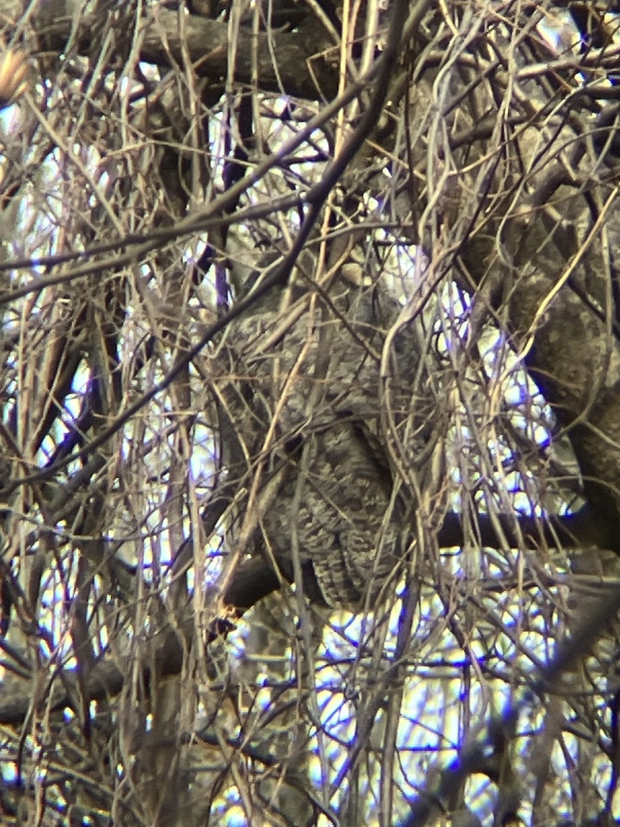 Great Horned Owl - ML613347983