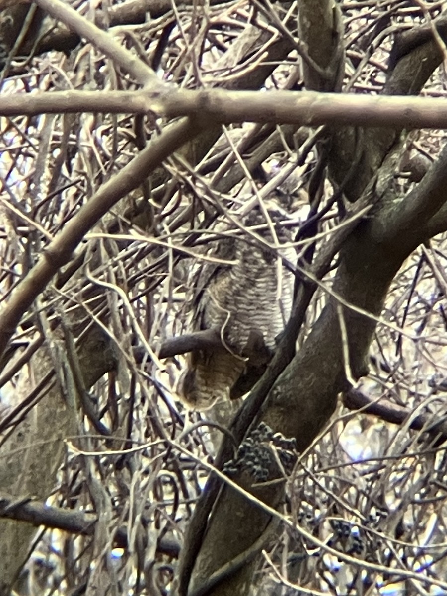 Great Horned Owl - ML613347984