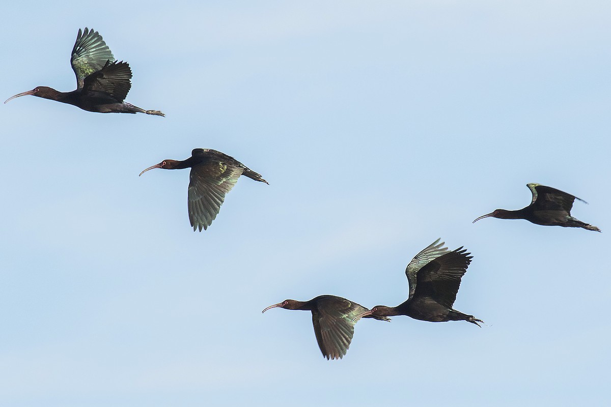 ibis andský - ML613348009