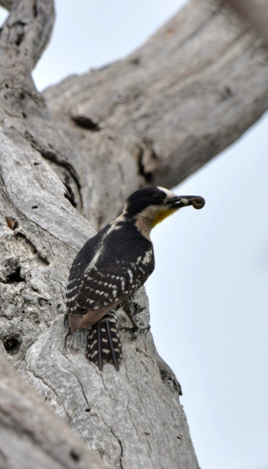 White-fronted Woodpecker - ML613348054