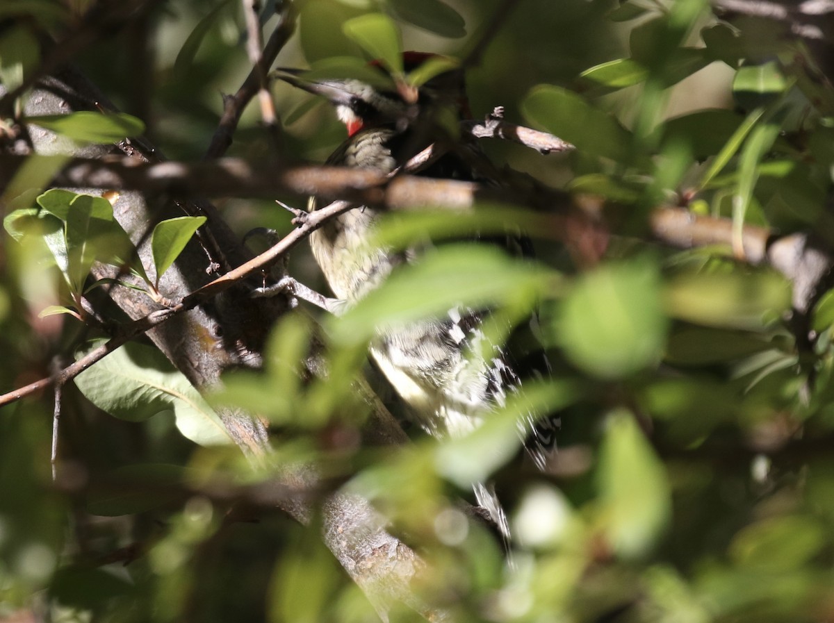 Red-naped Sapsucker - ML613348067