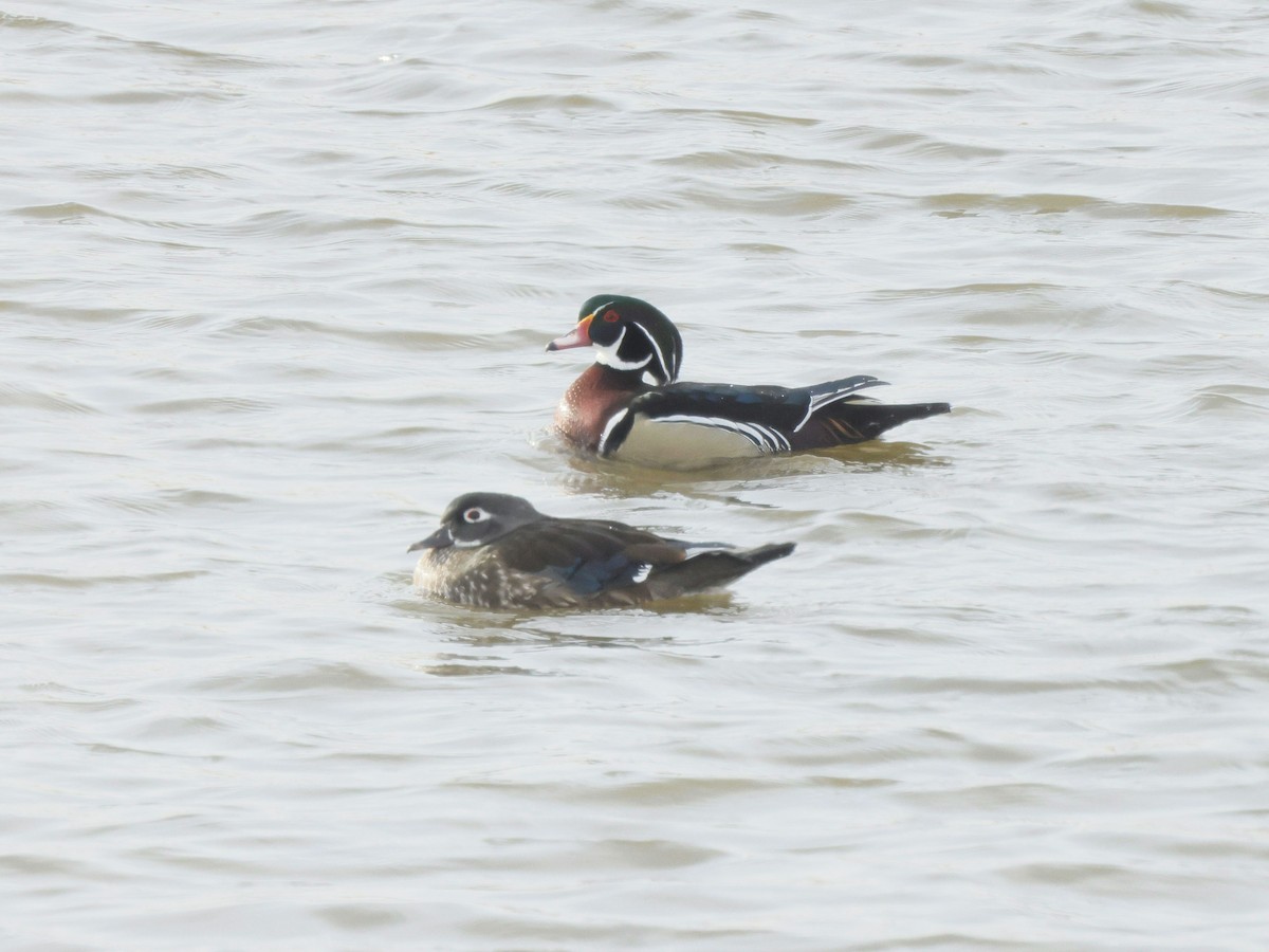 Wood Duck - ML613348098