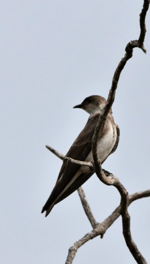 Brown-chested Martin - ML613348101