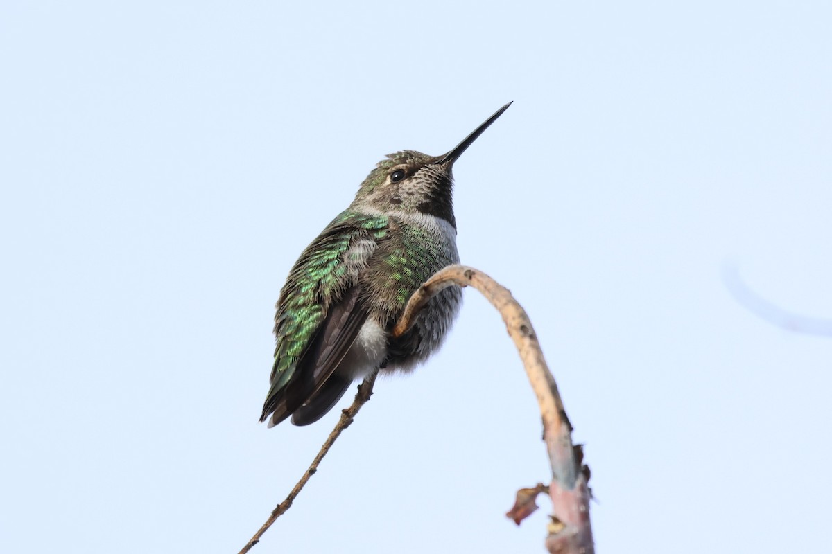 Anna's Hummingbird - ML613348103