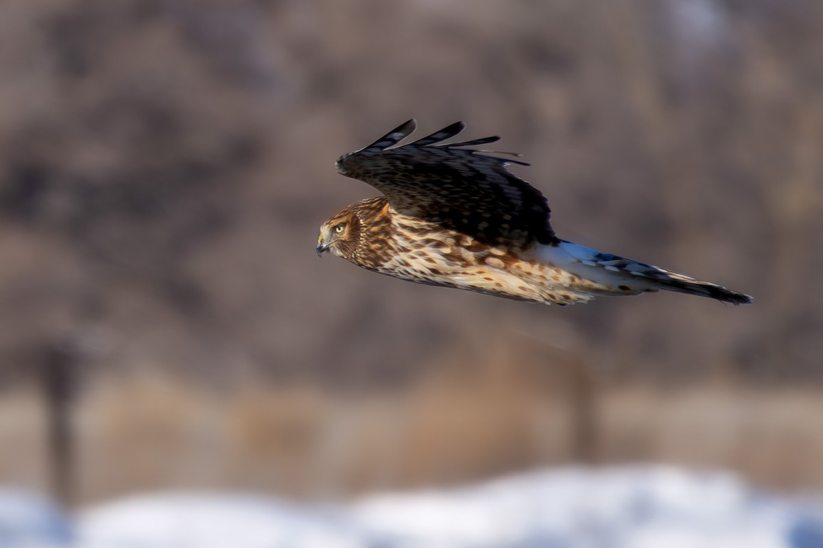 Northern Harrier - ML613348120