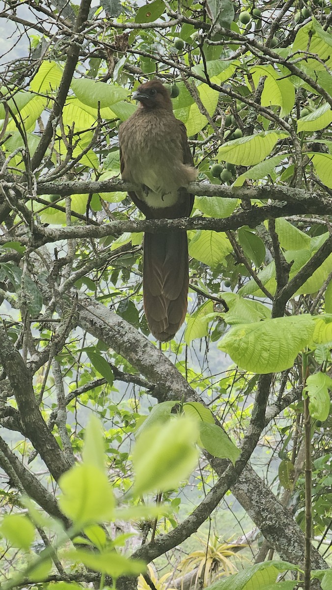 Rufous-headed Chachalaca - ML613348146