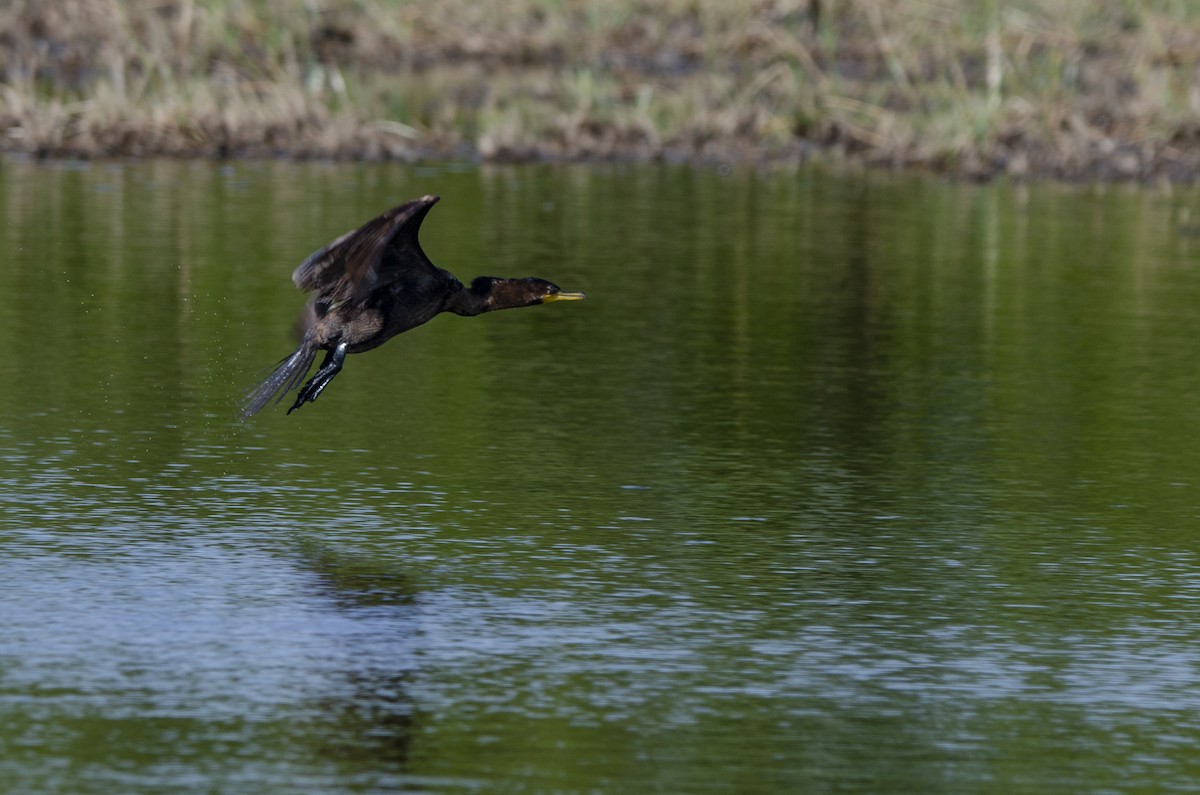 Double-crested Cormorant - ML613348189