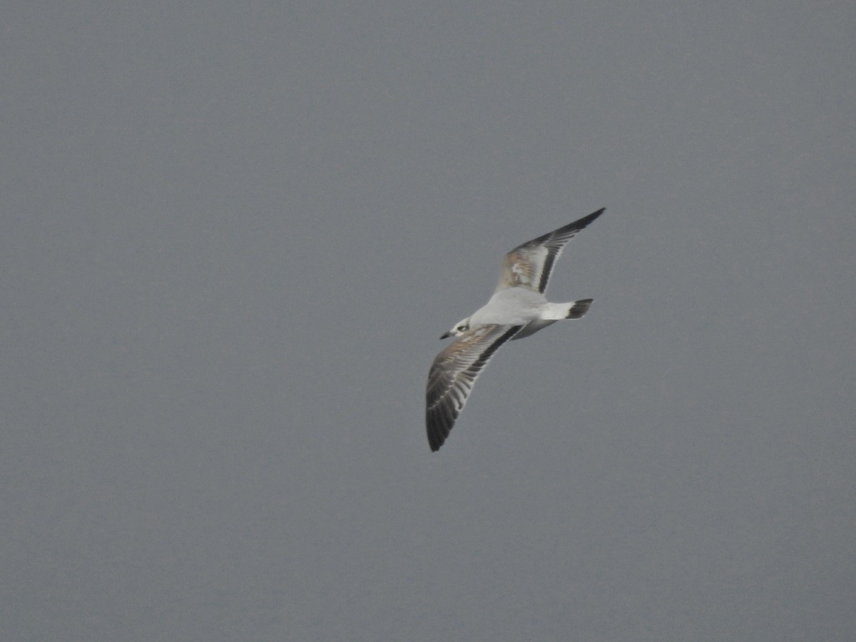 Gaviota Cabecinegra - ML613348244