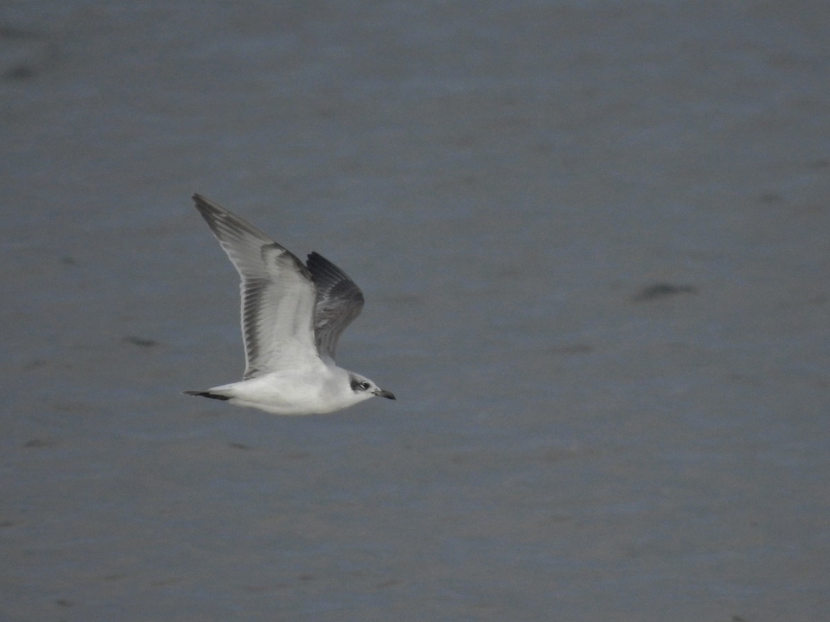 Mouette mélanocéphale - ML613348247