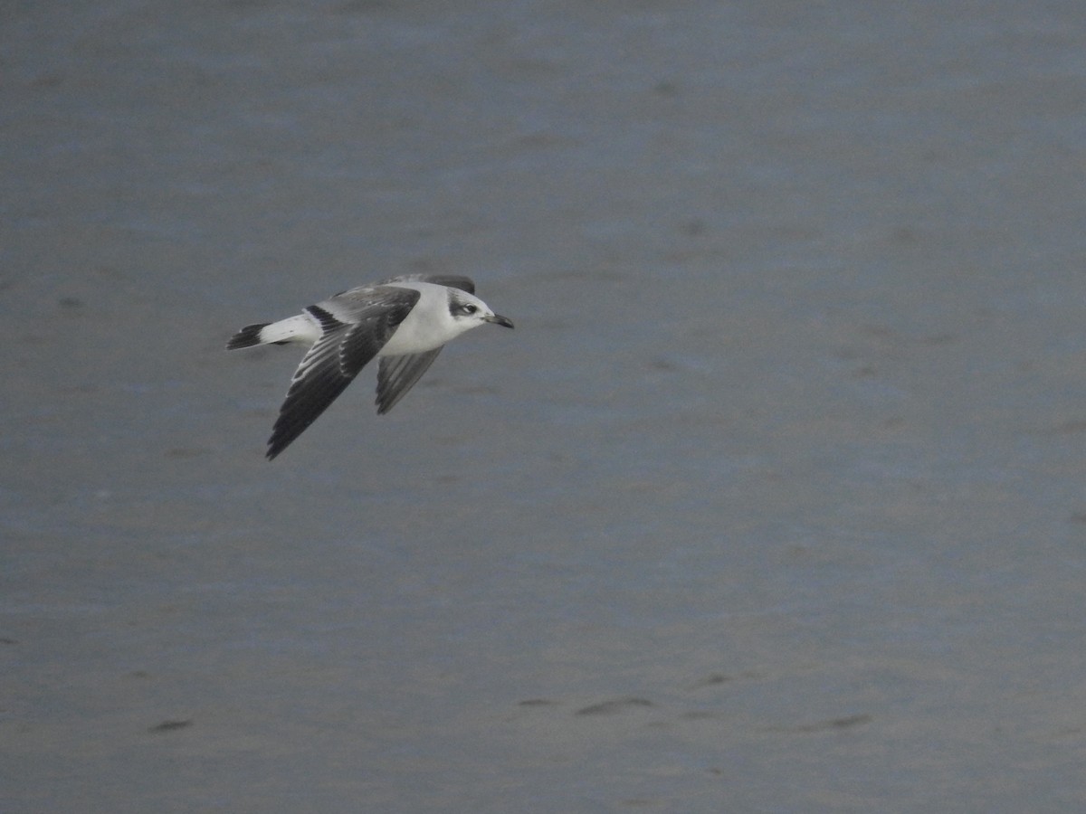 Mouette mélanocéphale - ML613348249