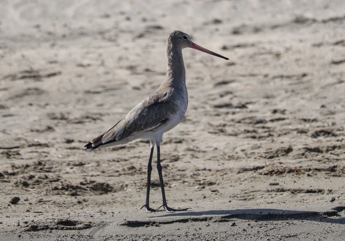 Black-tailed Godwit - ML613348272