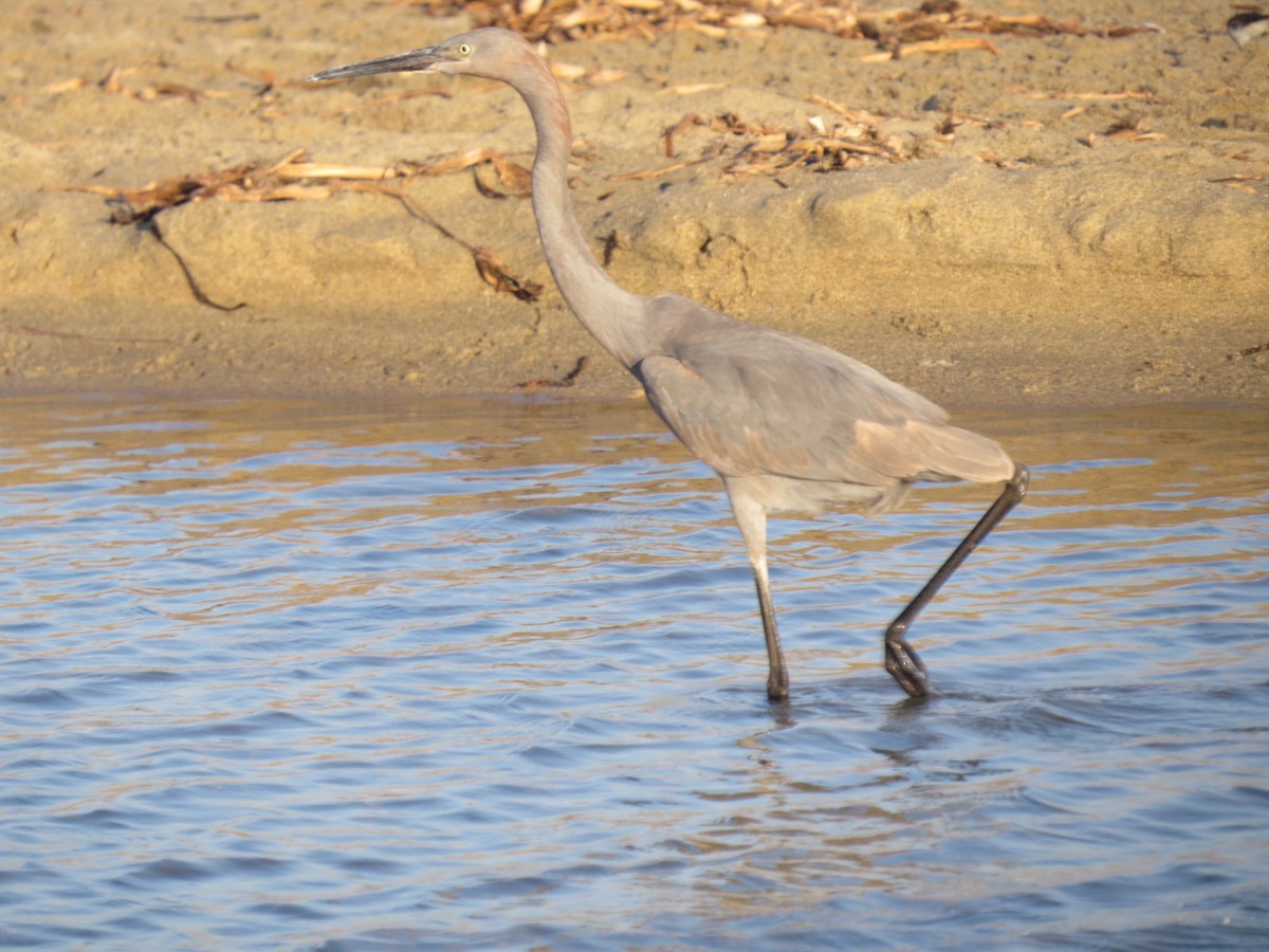 Reddish Egret - Alex Loya