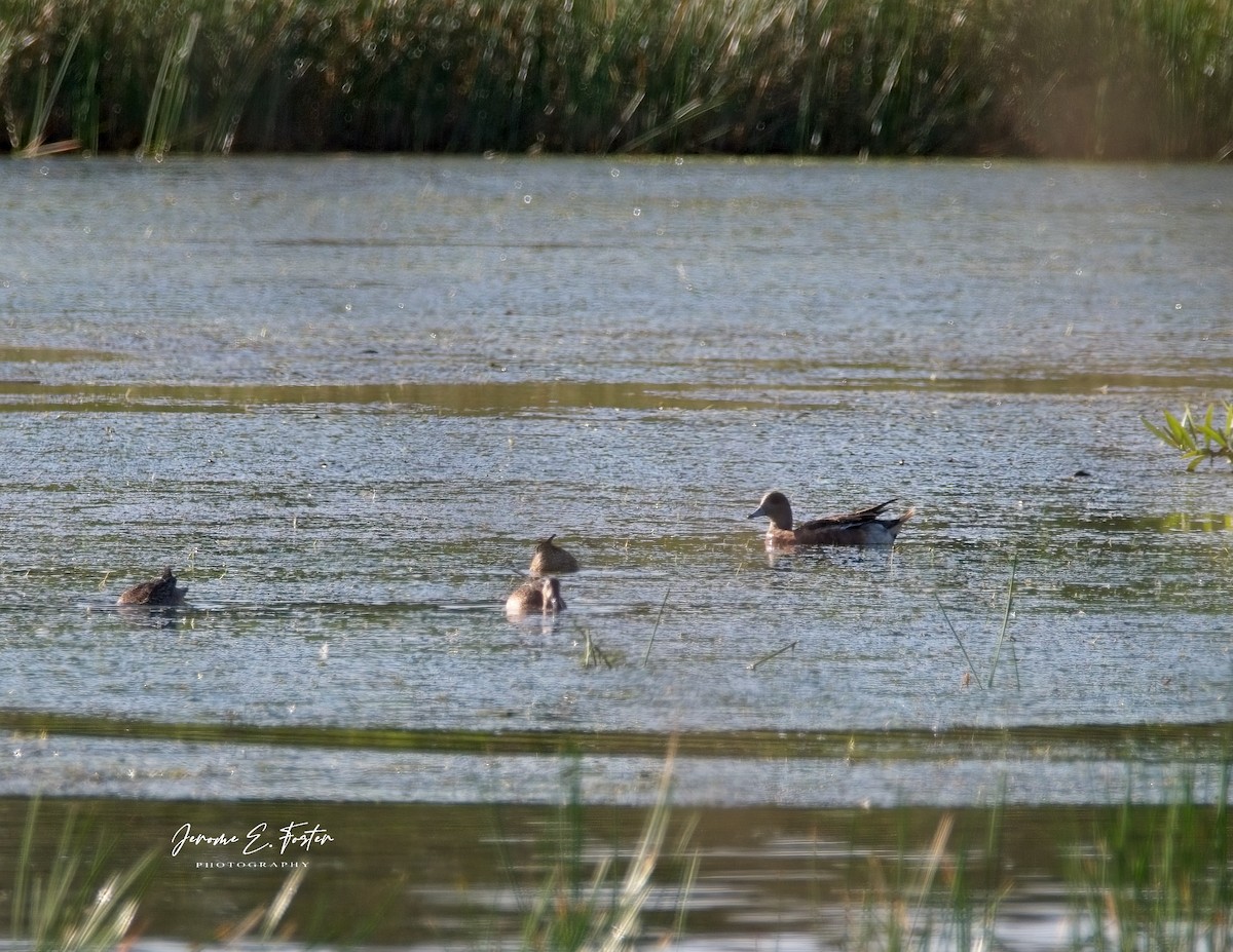 American Wigeon - Jerome Foster