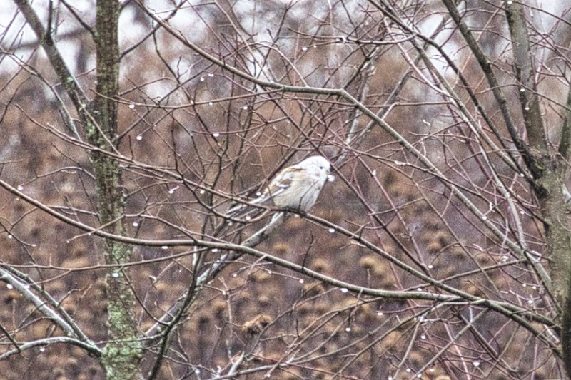 bird sp. - ML613348396