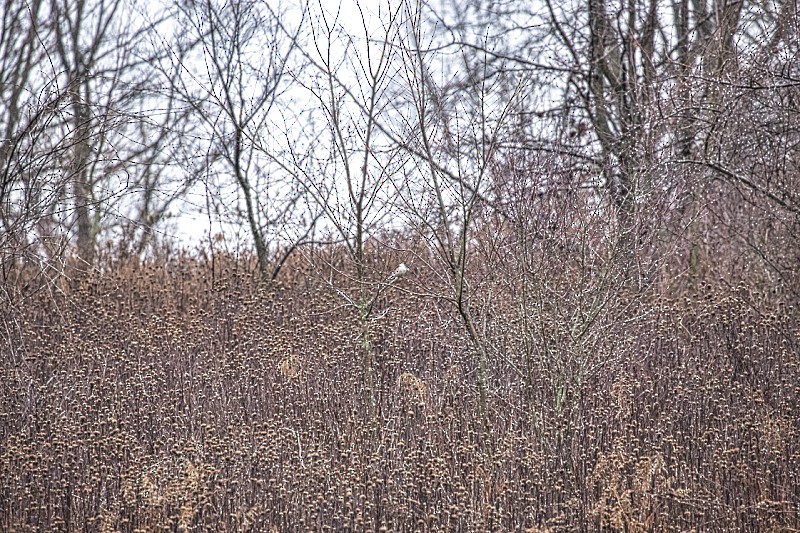 bird sp. - ML613348397