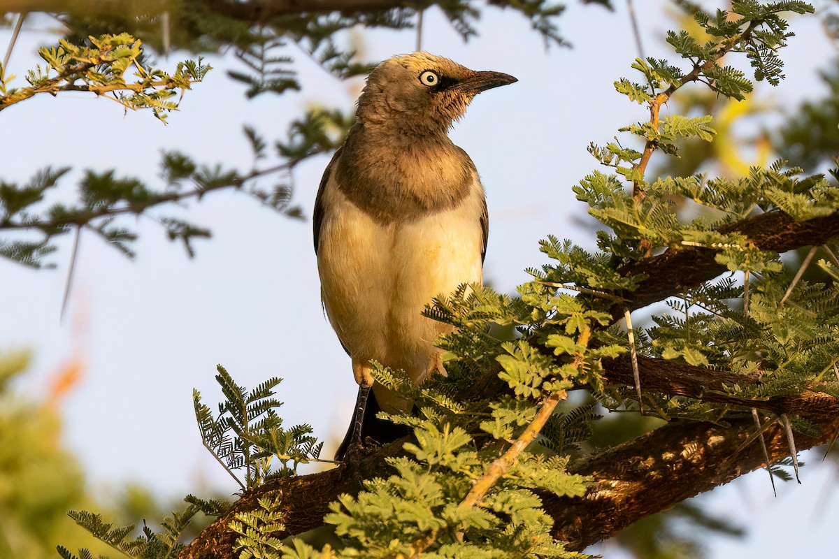 Fischer's Starling - ML613348478