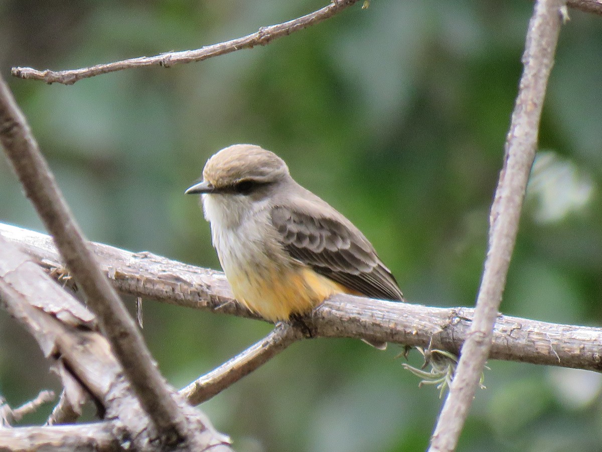 Vermilion Flycatcher - ML613348546