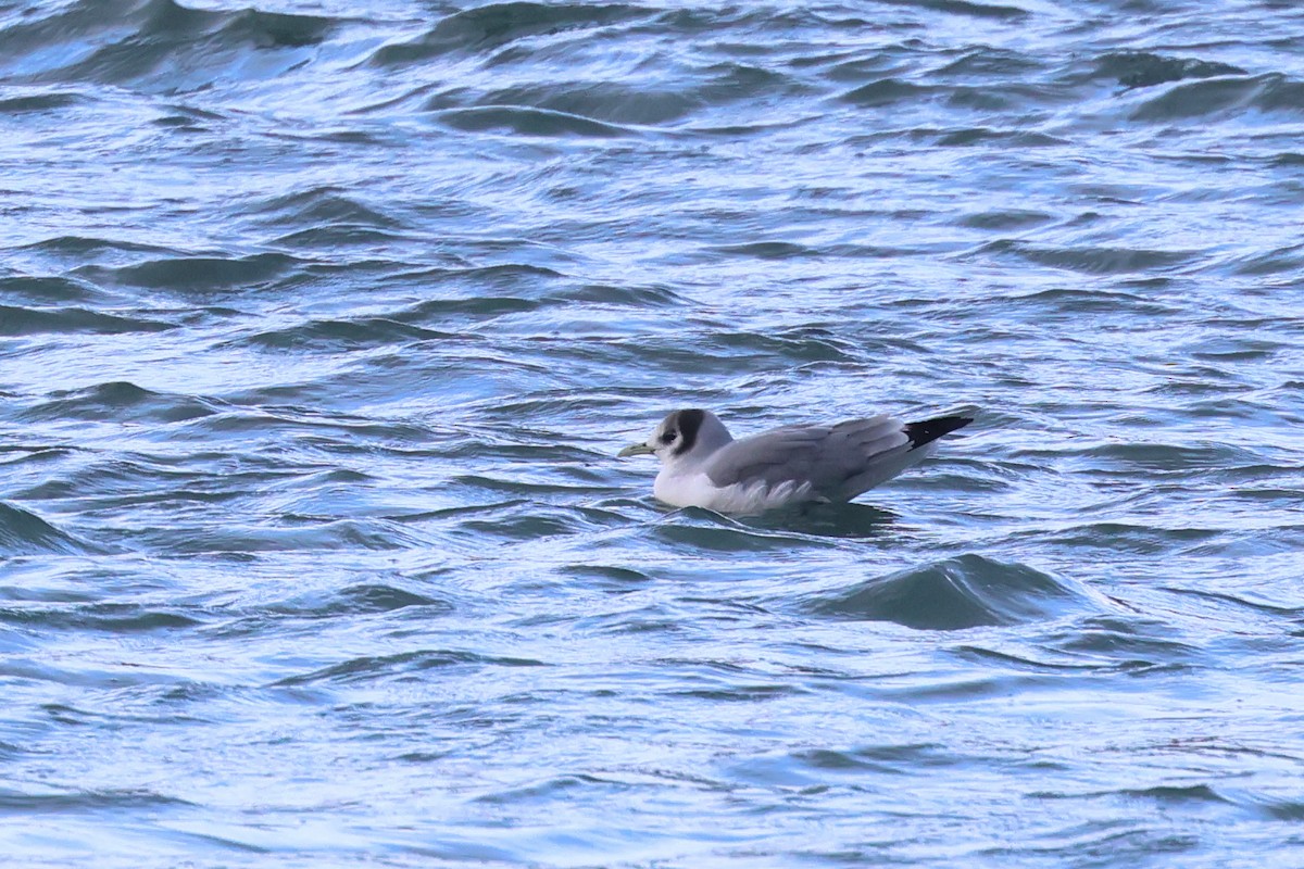 Mouette tridactyle - ML613348591