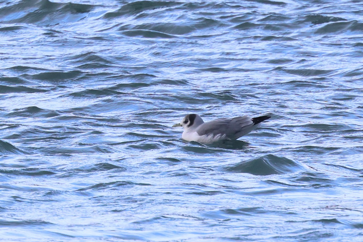 Black-legged Kittiwake - Jen Sanford