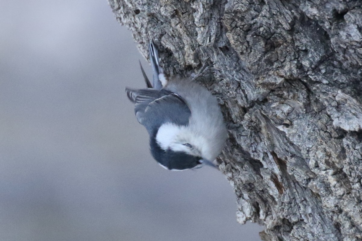 White-breasted Nuthatch (Interior West) - ML613348608